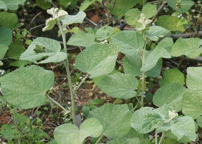 Família Malvaceae Sidastrum micranthum (St.-Hil.) Fryxell N.V.: falsa-guaxima, guaximba, guaxuma, guanxuma, malva preta, malvisco, malvona.