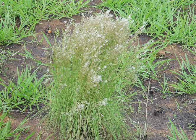 Família Poaceae Andropogon leucostachyus Kunth N.V.: capim-colchão, capim cauda de zorro, capim-membeca, capim-rabo-de-raposa, falsa barba de bode.