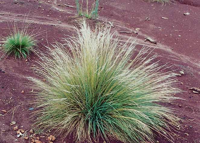 Família Poaceae Aristida longiseta Steud. N.V.: capim barba de bode, capim de bode.
