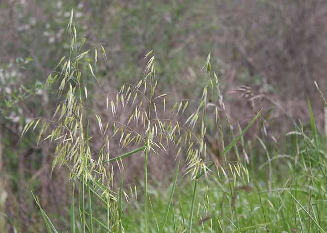 Família Poaceae Avena sativa L. N.V.: aveia branca.