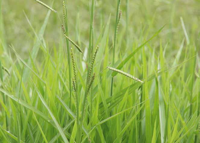 Família Poaceae Brachiaria decumbens Stapf. N.V.: braquiária, capim braquiária. Gramínea perene, entouceirada ereta ou com colmos decumbentes e que se desenvolve em todo o país.