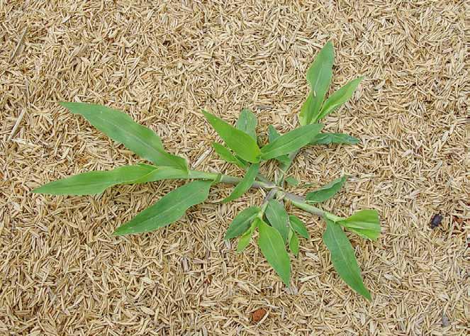 Família Poaceae Brachiaria plantaginea (Link.) Hitchc. N.V.