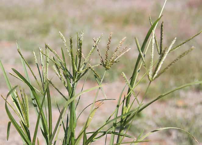 Família Poaceae Eleusine indica (L.) Gaertn. N.V.