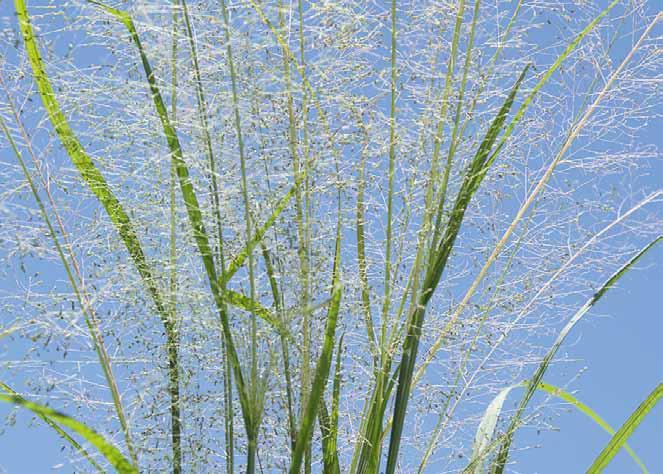 Família Poaceae Eragrostis airoides Ness. N.V.: capim-joio, capim mimoso, capim-névoa, capim-pendão roxo, cheira cu.