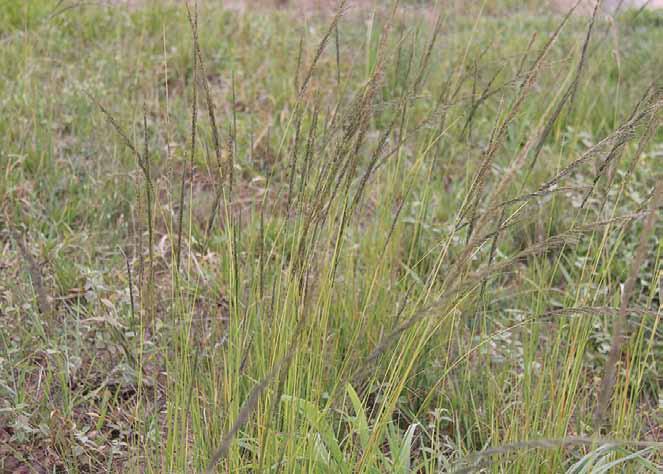 Família Poaceae Eragrostis ciliaris (L.) R. Br. N.V.: capim bosta de rola, capim de canário, capim de rato, capim de rola, capim fino, capim mimoso, capim-penacho.