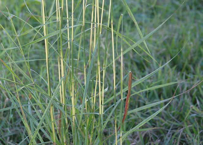 Família Poaceae Hyparrhenia rufa (Ness.) Stapf. N.V.: capim paraguá, capim provisório, capim vermelho, paraguá, provisório.