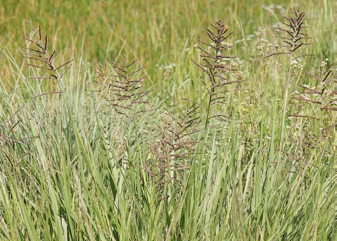 Família Poaceae Paspalum conspersum Schrad N.V.: capim-colônia-do-brejo, capim do brejo, capim-ferro, capim milhã, capim milhã do brejo.