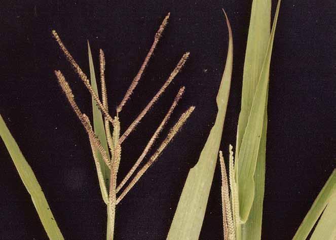 Família Poaceae Paspalum paniculatum L. N.V.: capim-guiné, capim de burro, capim milhã, grama da guiné, grama-touceira.