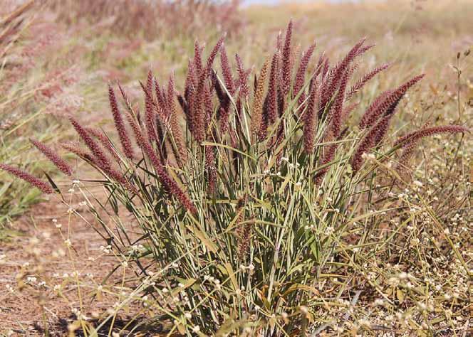 Família Poaceae Pennisetum setosum (Sw.) Rich. N.V.
