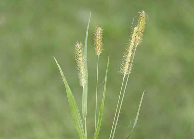 Família Poaceae Setaria parviflora (Poir.) Kerguélen N.V.: bambuzinho, capim-rabo-de-gato, capim-rabo-de-raposa, capim-rabo-de-rato, capim-penasco-detabuleiro, espartilho.