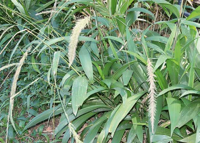 Família Poaceae Setaria poiretiana (Schult.) Kunth N.V.: capim amargoso, capim-canoão, canoão, capim-gerivá, capim-jirivá, capim-leque, capim-palmeirinha, capim-coqueirinho.