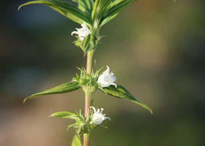 Família Rubiaceae Spermacoce latifolia Aubl. N.V.: cordão de frade branco, erva de lagarto, erva quente, perpétua do mato, poaia do arador, poaia do campo.