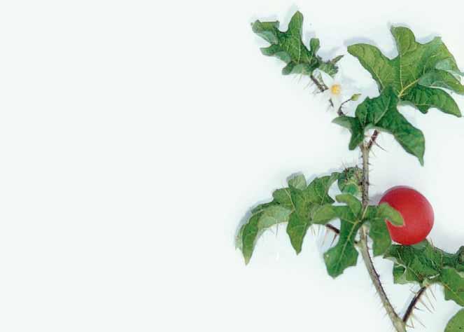 Família Solanaceae Solanum capsicoides All. N.V.: arrebenta-boi, arrebenta-cavalo, baga de espinho, gogoia, joá vermelho, juá vermelho, juá-ti, melancia da praia.