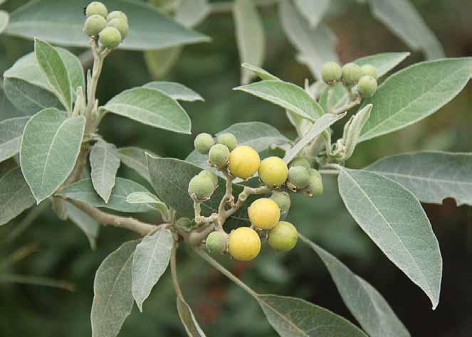 Família Solanaceae Solanum mauritianum Scop. N.V.: couvetinga, cuvetinga, fumeira, fumo bravo.