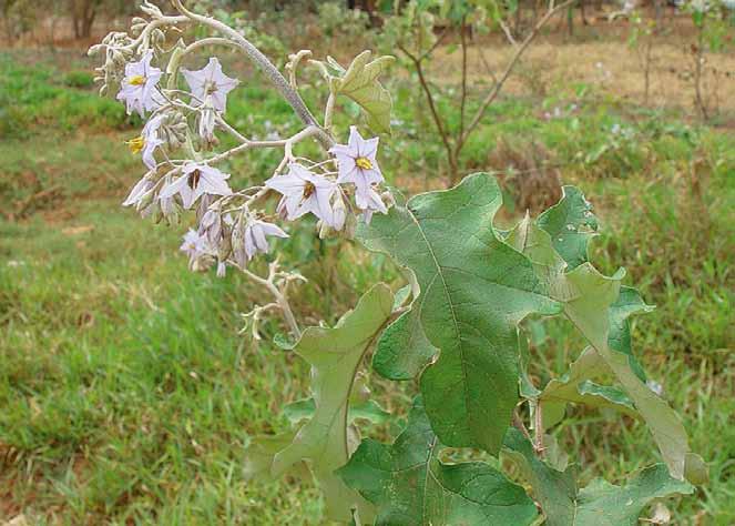 Família Solanaceae Solanum paniculatum L. N.V.: gerobeba, joá manso, jubeba, jupeba, jurubeba, jurubeba branca, jurubeba verdadeira, jurubebinha, jurupeba, juena, juuna.