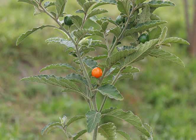 Família Solanaceae Solanum pseudocapsicum L. N.V.: cereja de jerusalém, cereja de natal, ginjeira da terra, laranjinha de jardim, peloteira, tomatinho.