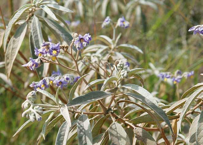 Família Solanaceae Solanum stipulaceum Roem. & Schult. N.V.: fumo bravo, jurubeba.