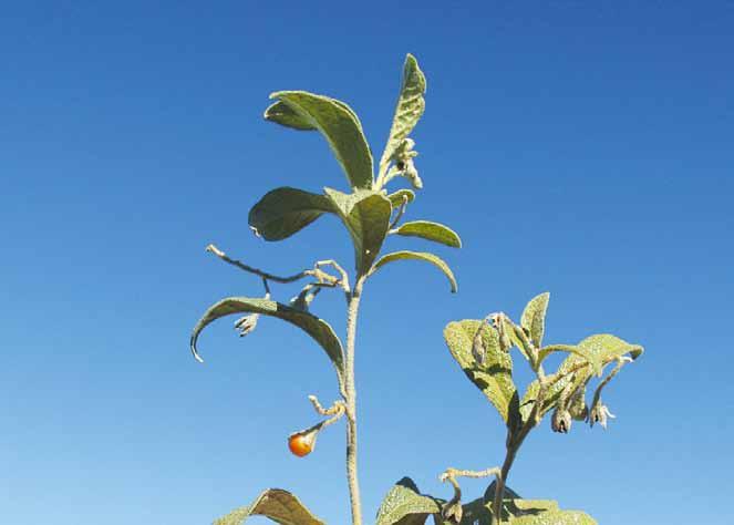 Família Solanaceae Solanum subumbellatum Roem. & Schult. N.V.: couvetinga.