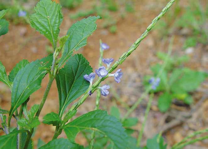 Família Verbenaceae Stachytarpheta cayennensis (Rach.) Vall N.V.: gervão, gervão azul, gervão de folha verônica.