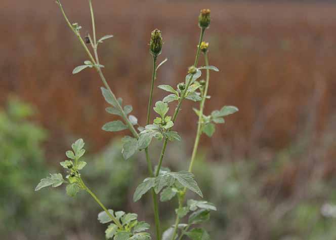 Família Asteraceae Bidens subalternans DC. N.V.: carrapicho de pontas, coambi, erva picão, fura capa, goambu, picão, picão do campo, picão preto.