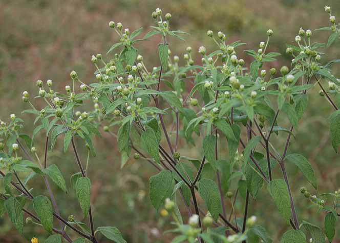 Família Asteraceae Blainvillea biaristata DC. N.V.: erva palha, picão, picão grande.