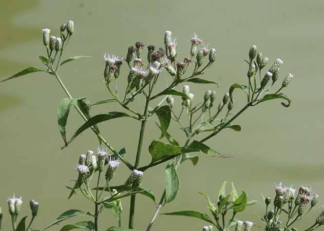 Família Asteraceae Chromolaena maximilianii (Schrader ex. DC.) King & Robinson N.V.: mata-pasto.