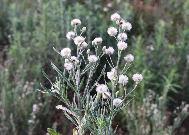 Família Asteraceae Conyza bonariensis (L.) Cronquist N.V.: acatoia, buva, capiçoba, capetiçoba, catiçoba, enxota, erva lacenta, margaridinha do campo, rabo de raposa, salpeixinho, voadeira.