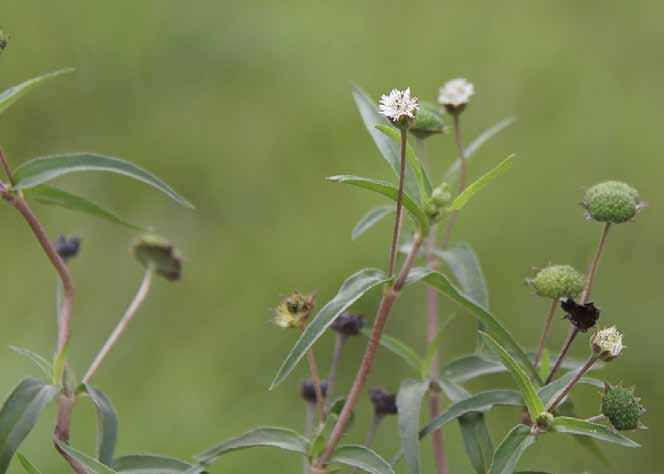 Família Asteraceae Eclipta alba (L.) Hassk. N.V.: agrião do brejo, coacica, coatiá, cravo brabo, erva-botão, erva lanceta, lanceta, quebra-pedra, sucurima, surucuína, tangaracá.