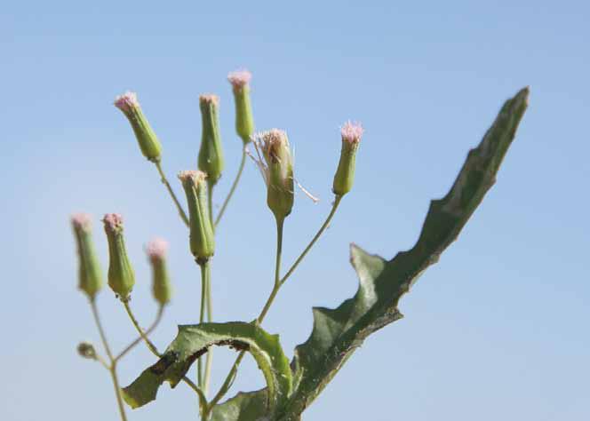 Família Asteraceae Emilia coccinea (Sims) G. Don N.V.: pincel, pincel de estudante, serralha mirim, serralhinha.