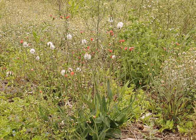 Família Asteraceae Emilia fosbergii Nicolson N.V.: algodão de preá, bela emília, brocha, falsa serralha, pincel, pincel de estudante, serralha, serralha brava, serralhinha.