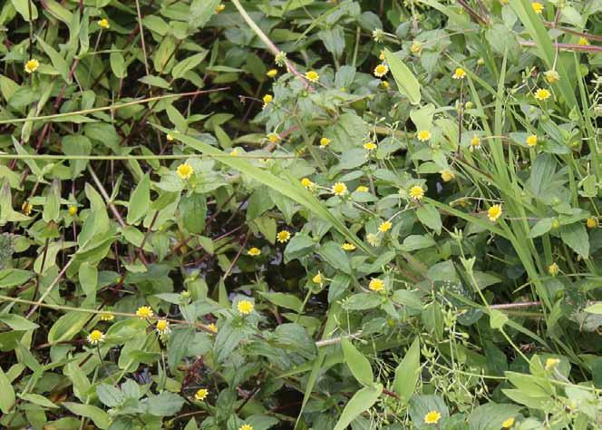 Família Asteraceae Melampodium divaricatum (Rich.) DC. N.V.: estrelinha, flor amarela, flor de ouro.