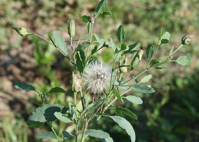 Família Asteraceae Porophyllum ruderale (Jacq.) Cass. N.V.: couve cravinho, couvinha, cravo de urubu, erva fresca.