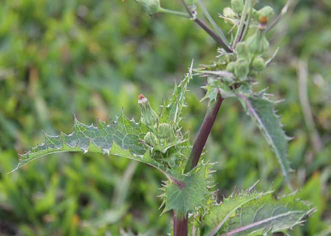 Família Asteraceae Sonchus asper (L.) Hill. N.V.: dente de leão, serralha, serralha áspera, serralha espinhenta, sonchu.