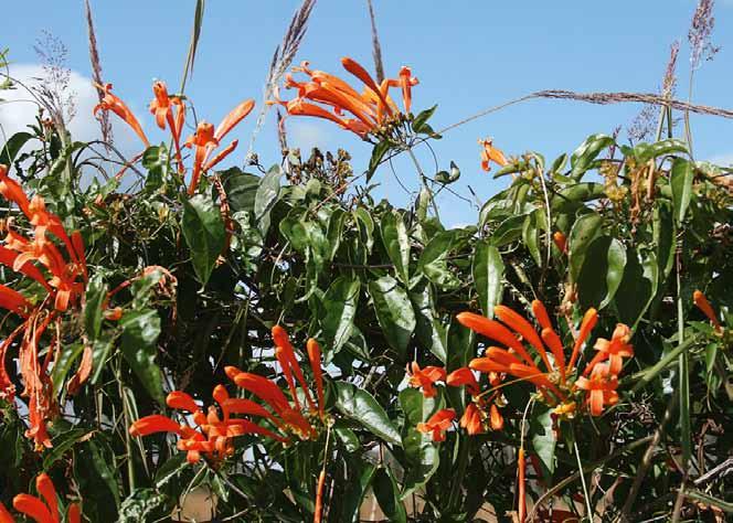 Família Bignoniaceae Pyrostegia venusta (Ker Gawl.) Miers N.V.: cipó bela flor, cipó de fogo, cipó de lagartixa, cipó de lagarto, cipó de são joão, flor de são joão, marquesa de belas.