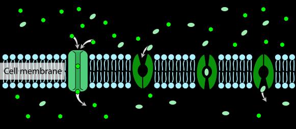 Facilitada: Passagem de moléculas através da membrana plasmática com o auxílio de