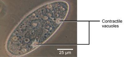 Paramércios e amebas, que são protistas que não possuem paredes celulares, podem ter estruturas especializadas chamadas de vacúolos contráteis.