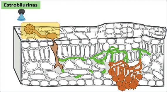 Figura 3 - Representação da infecção de uma folha de soja pelo fungo Phakopsora pachyrhizi e o respectivo momento de ação das estrobilurinas níveis de eficiência podem ser obtidos.