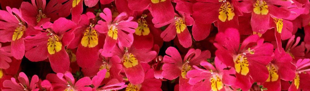 Florais Classique e Romantique A mais popular família olfativa, resultante da mistura de ramos de jasmim, rosas, gardênias e outras flores. Podem ser apresentadas em suas formas.