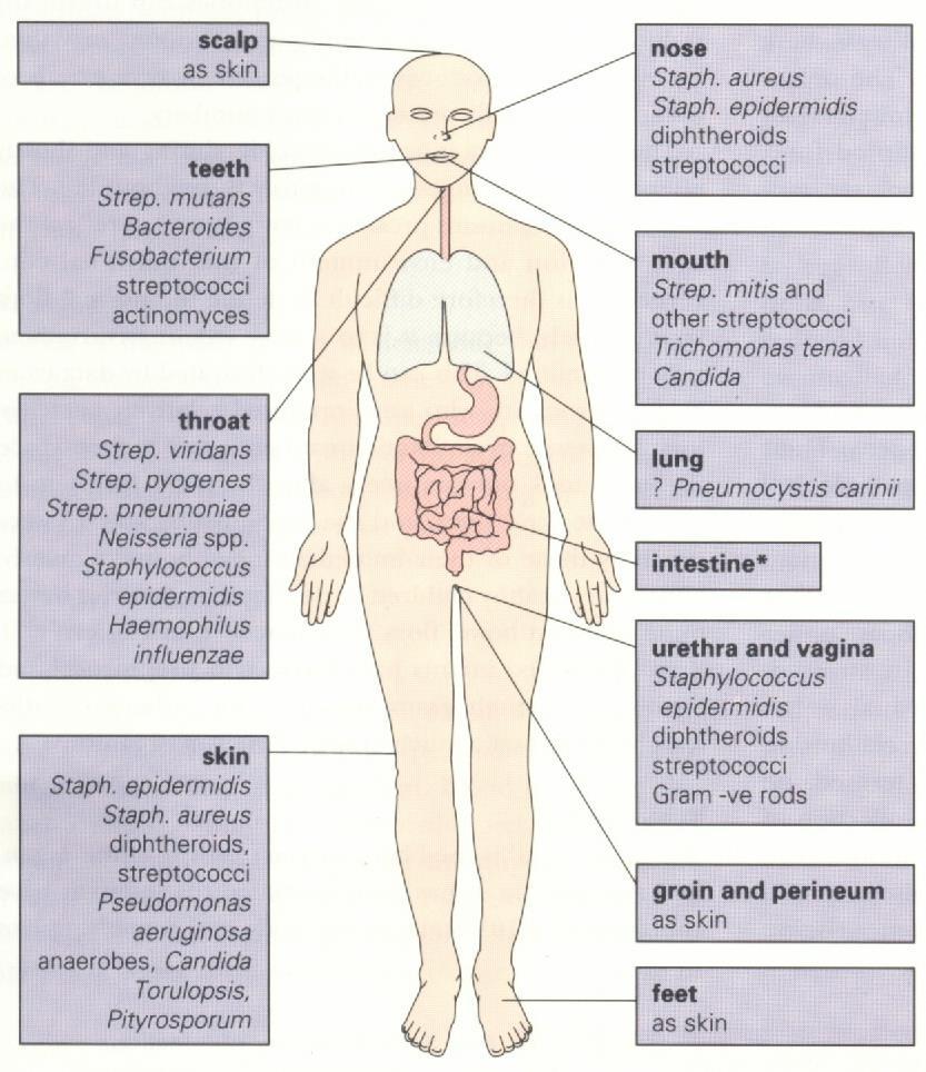 Distribuição da Flora normal Mucosa nasal Aspergillus spp?