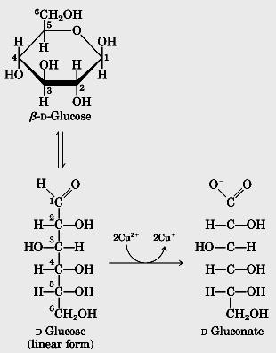 Alguns açúcares são agentes redutores Solução aquosa e básica A oxidação do C anomérico da glicose é a base da reação de Fehling e Benedict: o íon cuproso (Cu + ) produzido em condições alcalinas