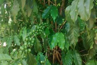 Alguns fatores podem beneficiar a safra 2018, como a bienalidade, fenômeno evidenciado, principalmente, na produção de café arábica, que esse ano é de ciclo positivo.