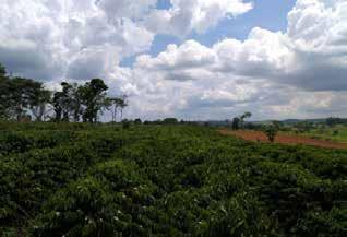 Está havendo uma constante renovação do material genético em todas as lavouras de Rondônia, em substituição às lavouras antigas, implantadas com sementes de propagação seminal e com baixo padrão