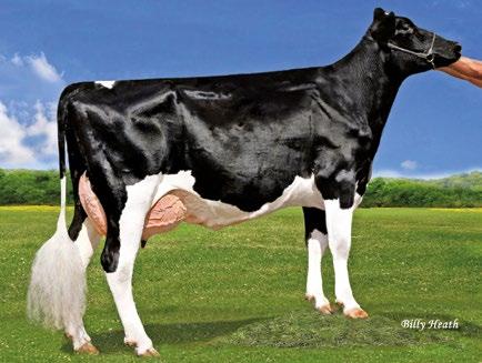 ENTITY 3ª mãe: Pen-Col Grafetti Bell-ET VG-87 ENZO Avó: OCD Dorcy Marigold-ET VG-85 9HO8858 DENOVO 884 ENTITY-ET Nasc.: 4/9/7 9HO86 DE-SU 779 ENZO-ET AX5699 Nasc.