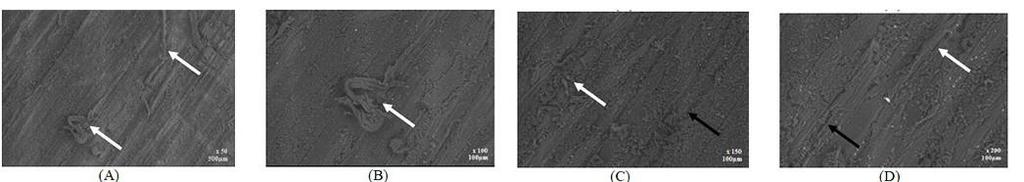 Figuras 9C e 9D já é possível observar em maior detalhe as fibras expostas (setas brancas), bem como a presença de alguns sulcos causados pelos grânulos da lixa abrasiva (setas pretas).