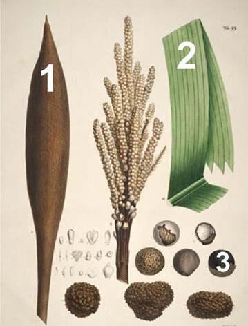 Figura1 Estruturadapalme iraubuçu.1.invólu cro/sacofibrosode nominado Tururi.2.Folhas. 3.Frutos. MARTIUS (1823).Adaptada.