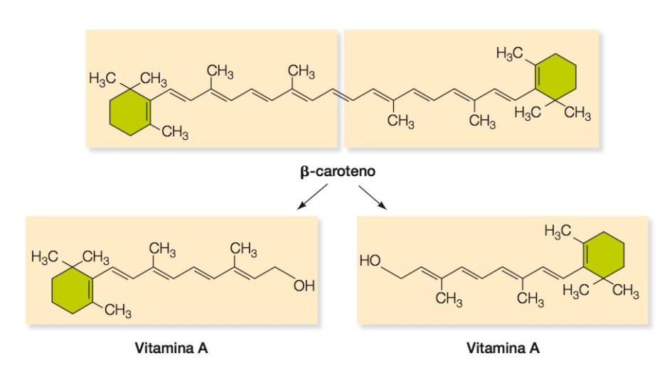 Lipídeos Nos humanos, uma molecula de β-caroteno pode ser degradada em duas
