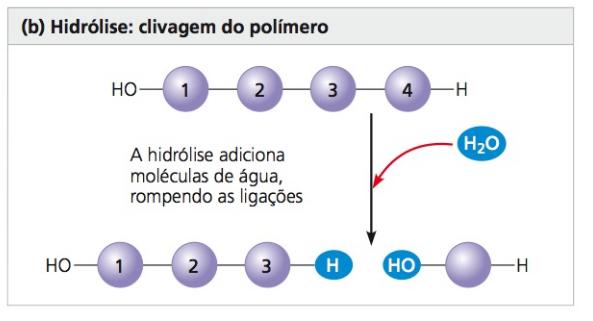 Macromoléculas A maioria das macromoléculas forma-se por condensação (desidratação) e