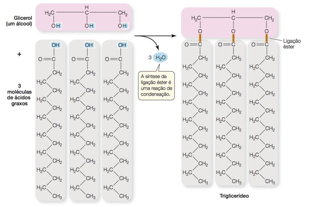 Lipídeos Dois blocos construtores compõem os triglicerídos: ácidos graxo e glicerol As gorduras são grandes moléculas formadas pela associação