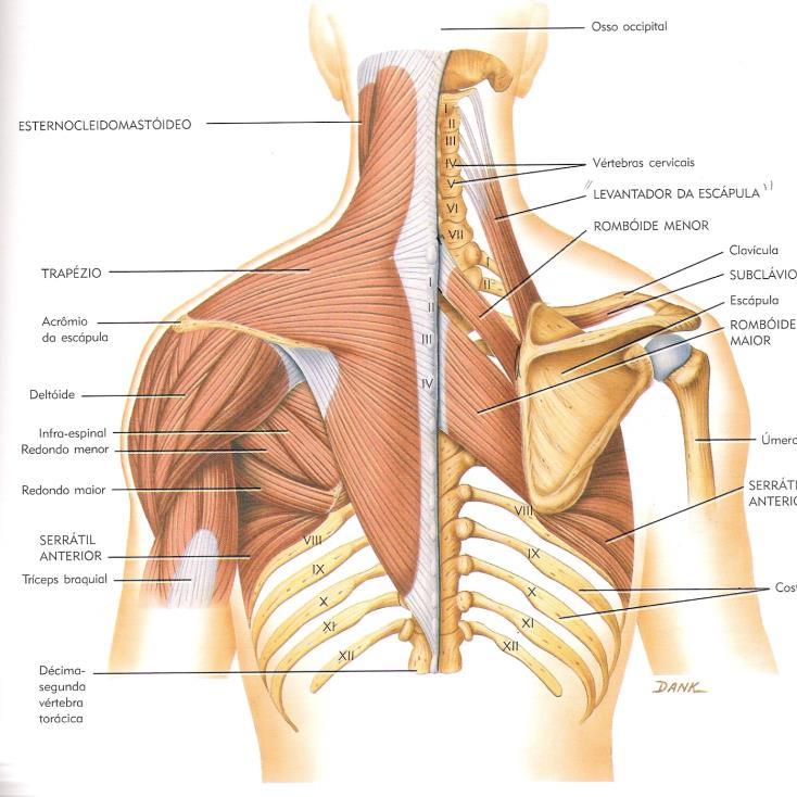 Músculos do tronco posterior - Trapézio O. Superior - protuberância occipital, 7ª vértebra cervical I.