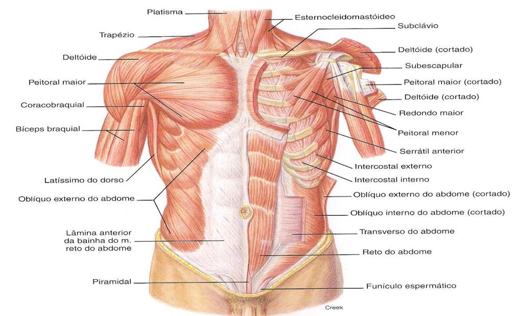 Músculos do tronco - anterior - Reto abdominal A - flexão da coluna aproximando tórax e pelve anteriormente - Oblíquo externo A - inclinação lateral e rotação do